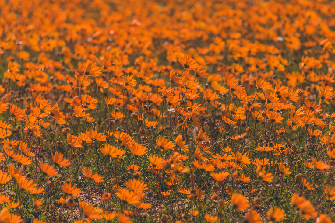 How to see Namaqualand