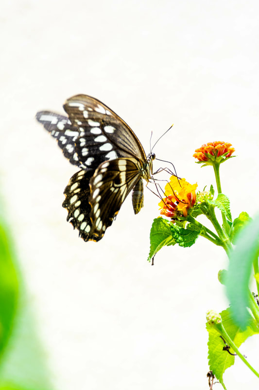 Watamu butterfly
