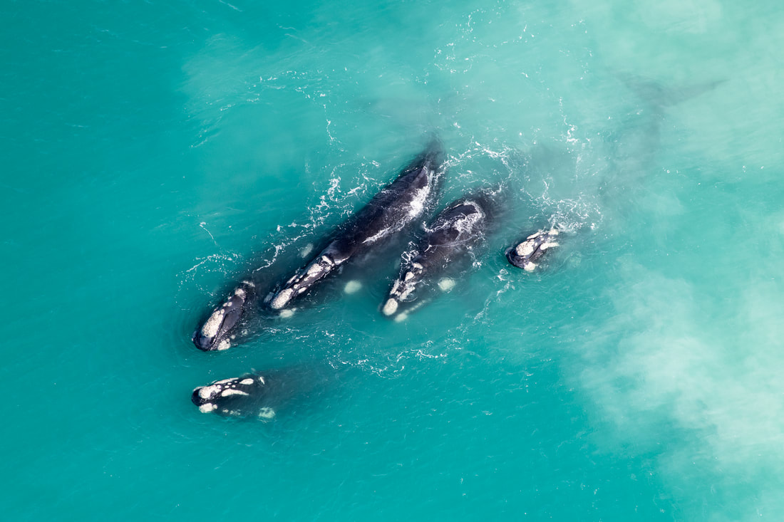Whales at De Hoop