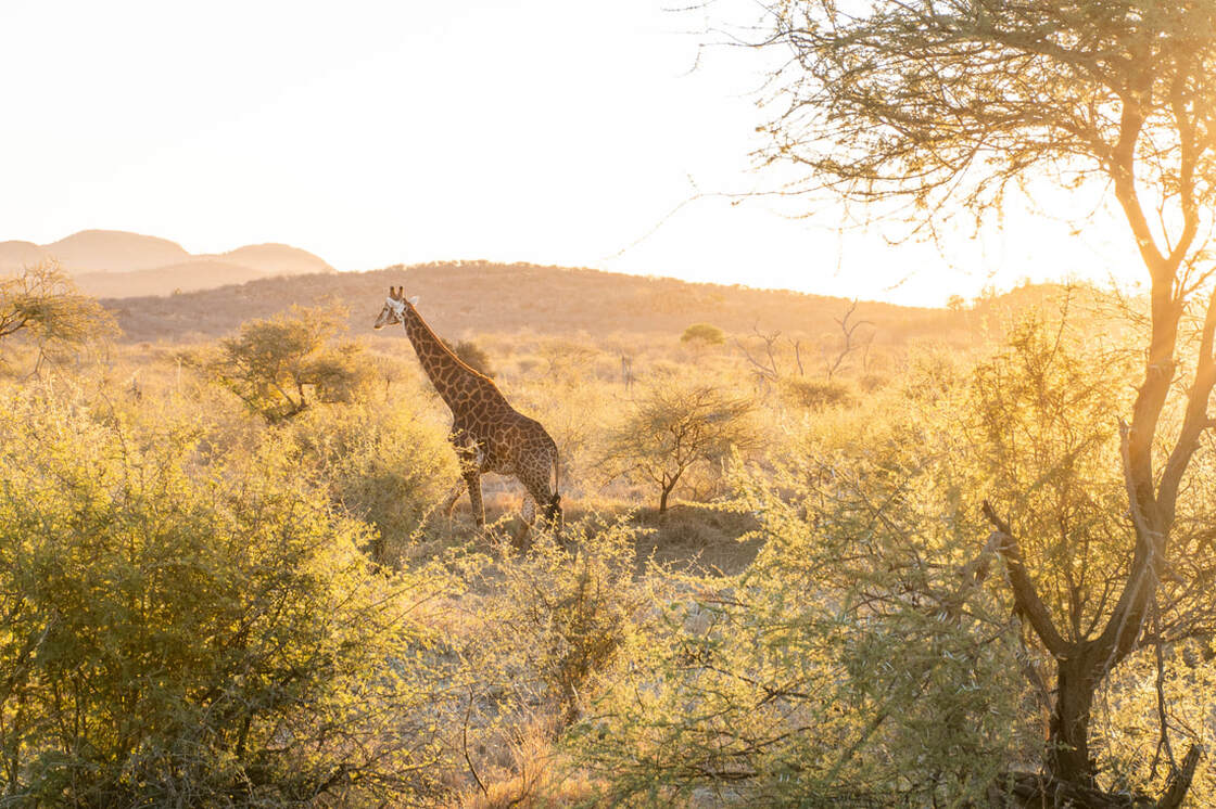 Giraffe South Africa 