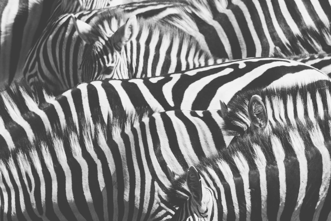 Zebra migration Botswana