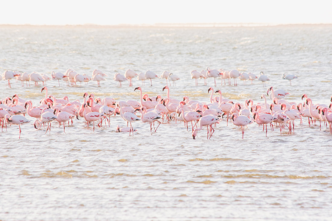 Flamingoes Walvis Bay 