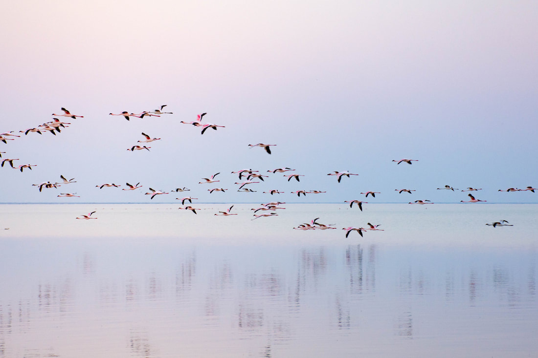 Flamingo Botswana