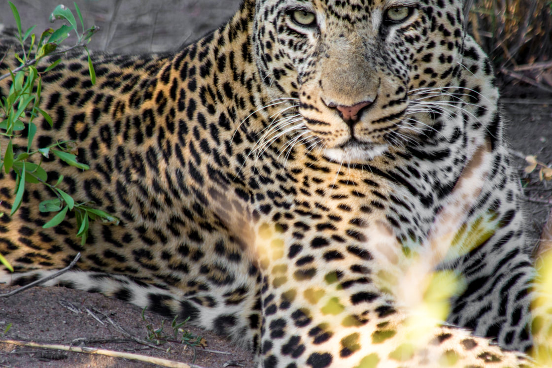 Wildlife Photography by Melanie van Zyl Leopard