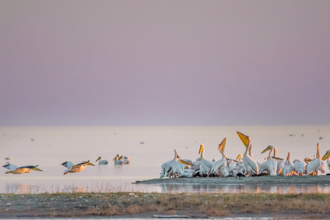 Photographs of Botswana by Melanie van Zyl Nata Bird